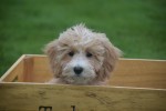 Caniche (reu) 75630
