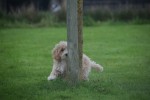 Caniche (reu) 75630