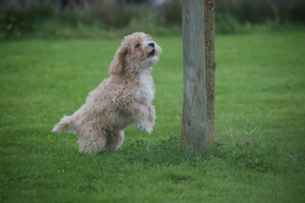 Caniche (reu) 75630