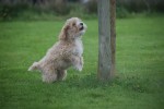 Caniche (reu) 75630