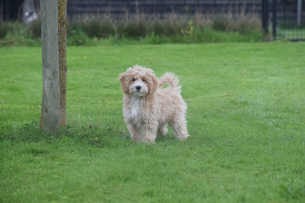 Caniche (reu) 75630