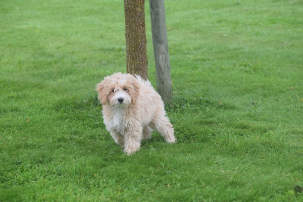 Caniche (reu) 75630