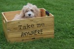 Caniche (reu) 75630