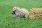 Caniche (reu) 75630