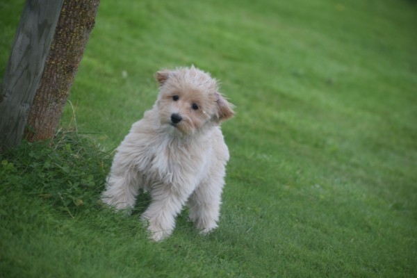 Caniche (reu) 75631