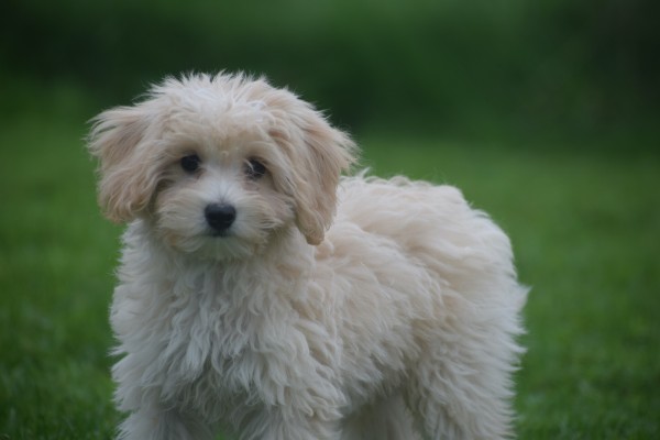 Caniche (reu) 75631