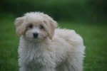 Caniche (reu) 75631
