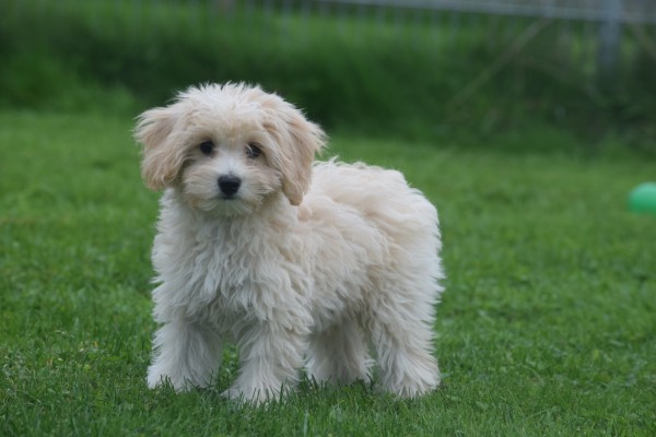 Caniche (reu) 75631