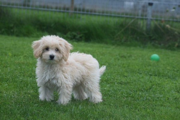 Caniche (reu) 75631