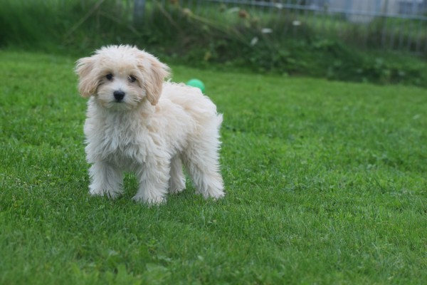 Caniche (reu) 75631