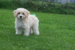 Caniche (reu) 75631