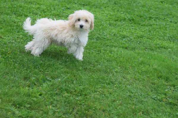 Caniche (reu) 75631