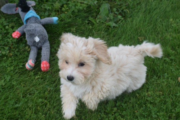 Caniche (reu) 75637