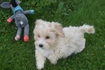 Caniche (reu) 75637