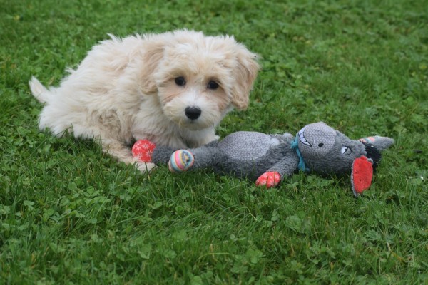 Caniche (reu) 75637