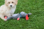 Caniche (reu) 75637