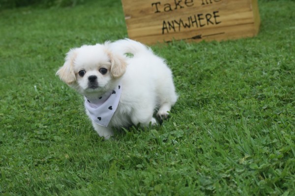 Shih Tzu (reu) 85273