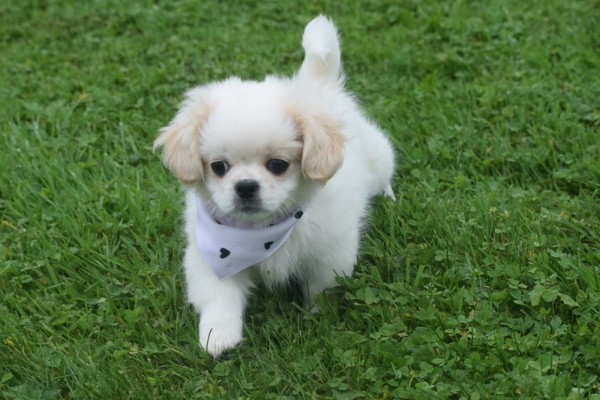 Shih Tzu (reu) 85273
