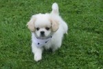 Shih Tzu (reu) 85273