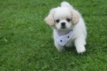 Shih Tzu (reu) 85273