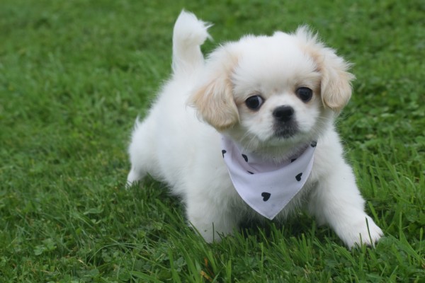 Shih Tzu (reu) 85273