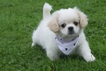 Shih Tzu (reu) 85273