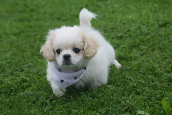 Shih Tzu (reu) 85273