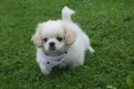 Shih Tzu (reu) 85273