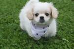 Shih Tzu (reu) 85273