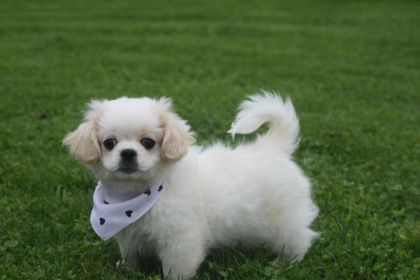 Shih Tzu (reu) 85273