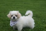 Shih Tzu (reu) 85273