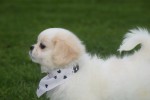 Shih Tzu (reu) 85273