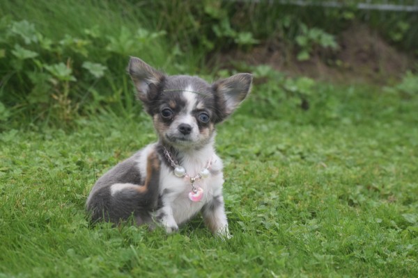 Chihuahua (teef) 34534