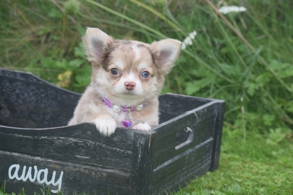 Chihuahua (reu) 34526