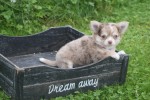 Chihuahua (reu) 34526