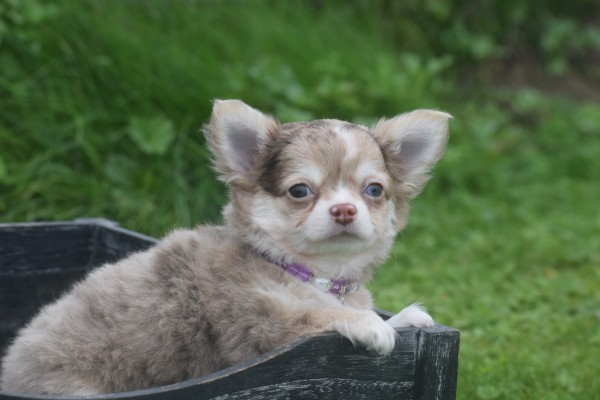 Chihuahua (reu) 34526