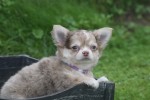 Chihuahua (reu) 34526