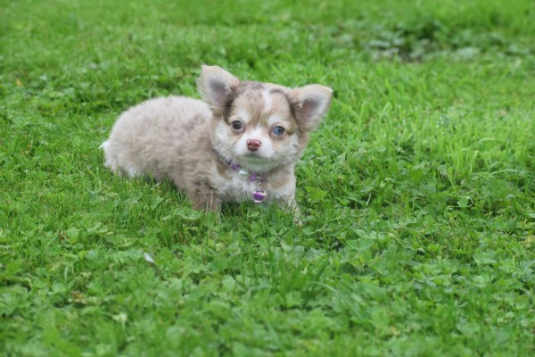 Chihuahua (reu) 34526