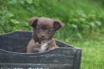 Chihuahua (reu) 34663