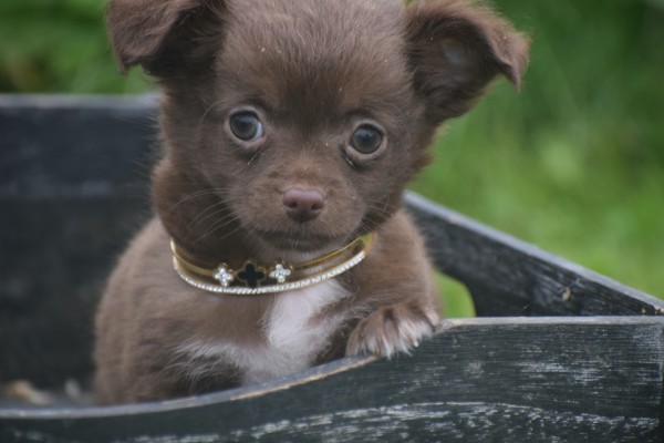 Chihuahua (reu) 34663