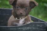 Chihuahua (reu) 34663