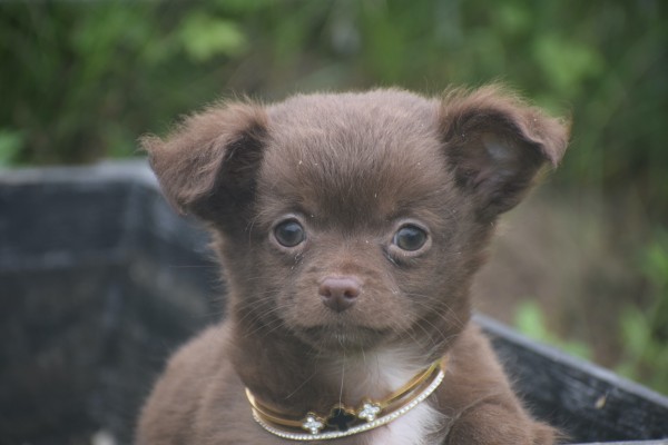 Chihuahua (reu) 34663