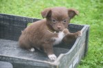 Chihuahua (reu) 34663