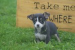 Chihuahua (reu) 34700