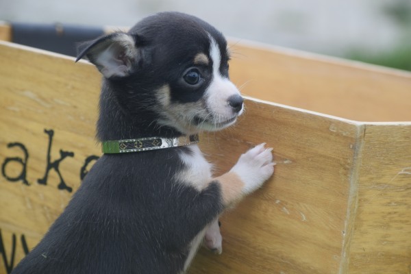 Chihuahua (reu) 34700