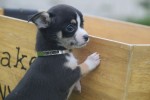 Chihuahua (reu) 34700