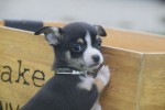 Chihuahua (reu) 34700