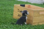 Chihuahua (reu) 34700
