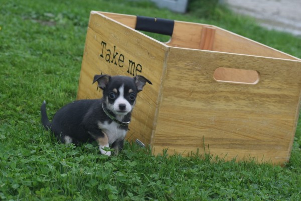 Chihuahua (reu) 34700