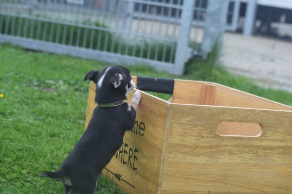 Chihuahua (reu) 34700